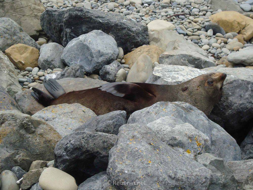 Zeehonden spotten Nieuw-Zeeland