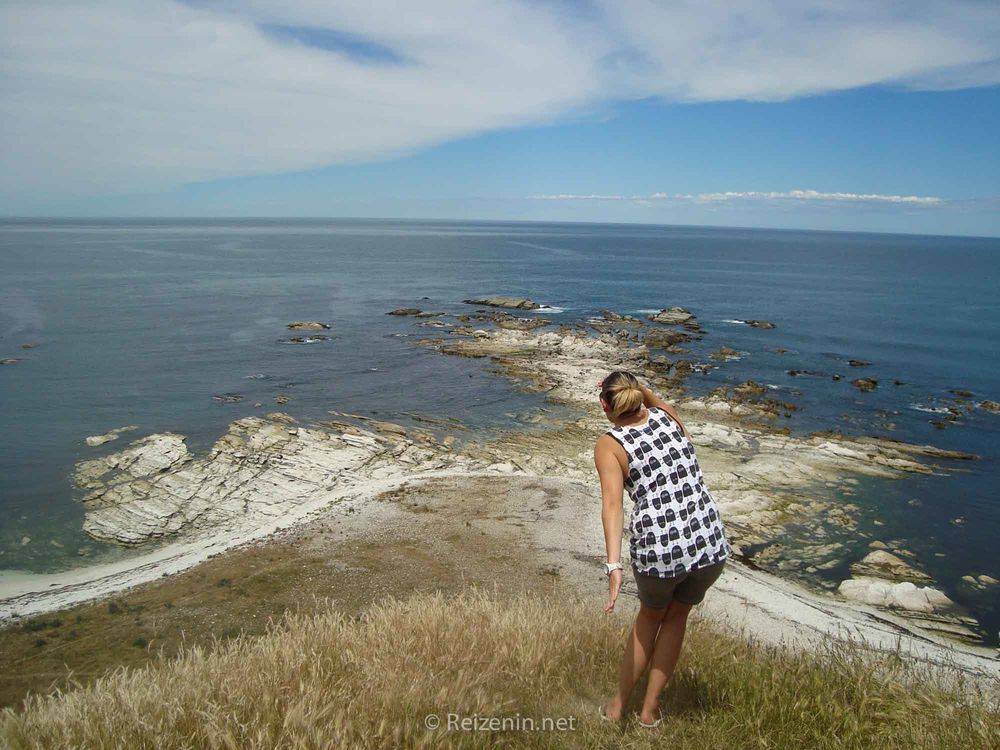 Kaikoura wildlife