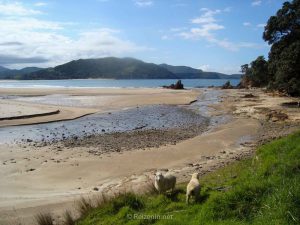 Natuur Coromandel Nieuw-Zeeland