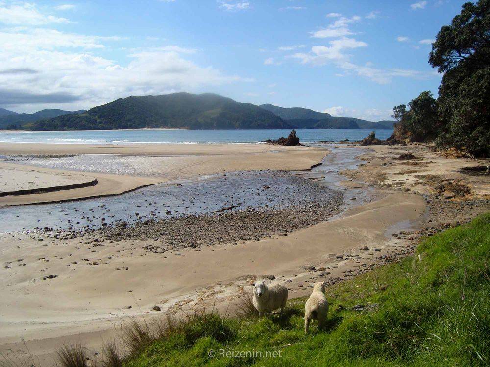 Natuur Coromandel Nieuw-Zeeland