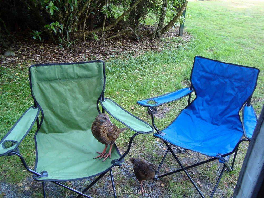 Weka Nieuw-Zeeland