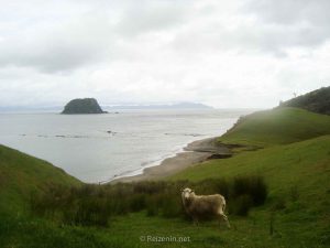 Schapen Coromandel Nieuw-Zeeland