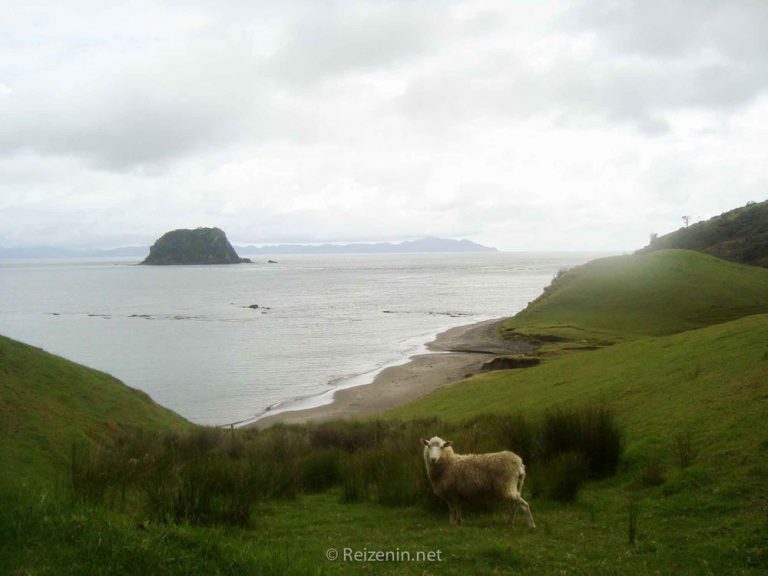 Schapen Coromandel Nieuw-Zeeland