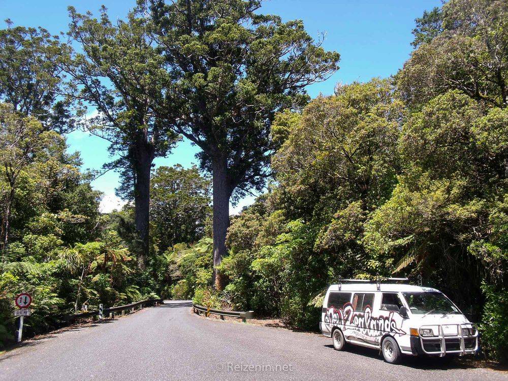 Kauri Tree bos Nieuw-Zeeland