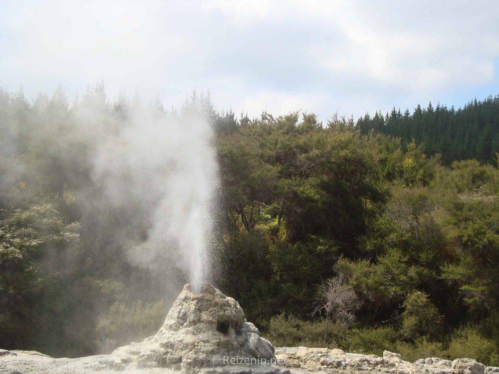 Lady Knox Geyser Nieuw-Zeeland