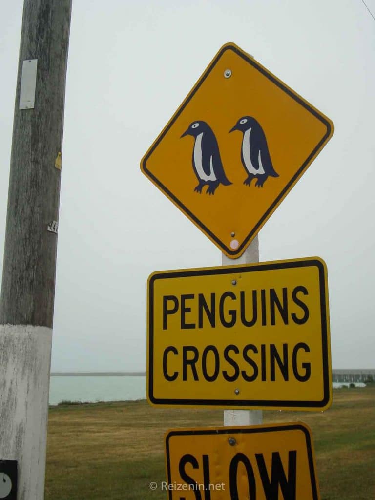 Pinguins in het wild