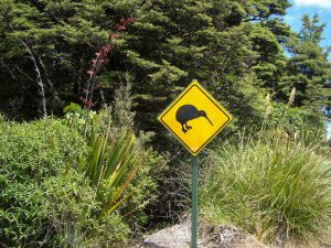 Kiwi Nieuw-Zeeland