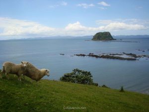 Schapen in Nieuw-Zeeland