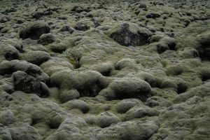 ijsland geografie flora fauna