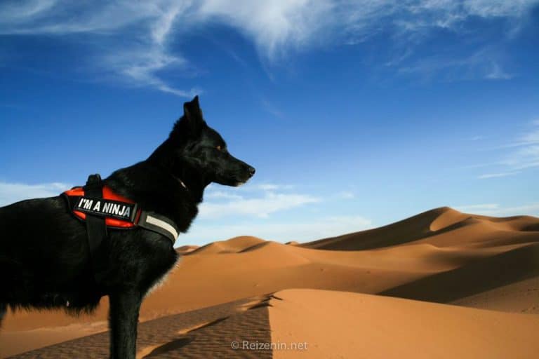 hond mee naar marokko