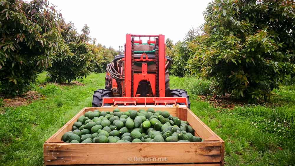 avocados plukken in australie