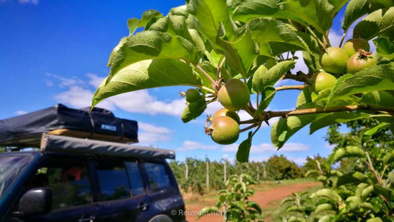 wijngaard werken in australie