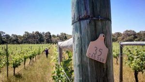 werken australie wijngaard