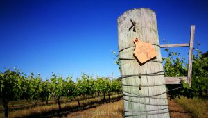 werken op wijngaarden australie