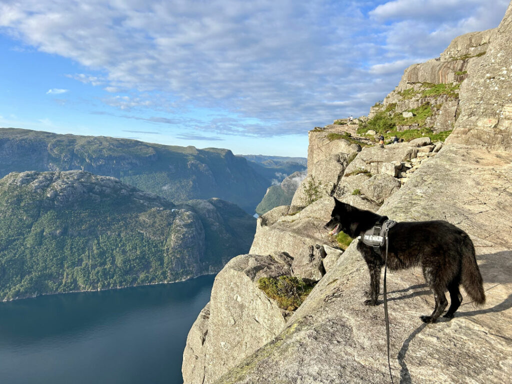 hond naar noorwegen