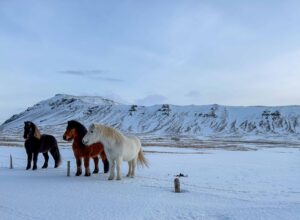 IJslandse paarden