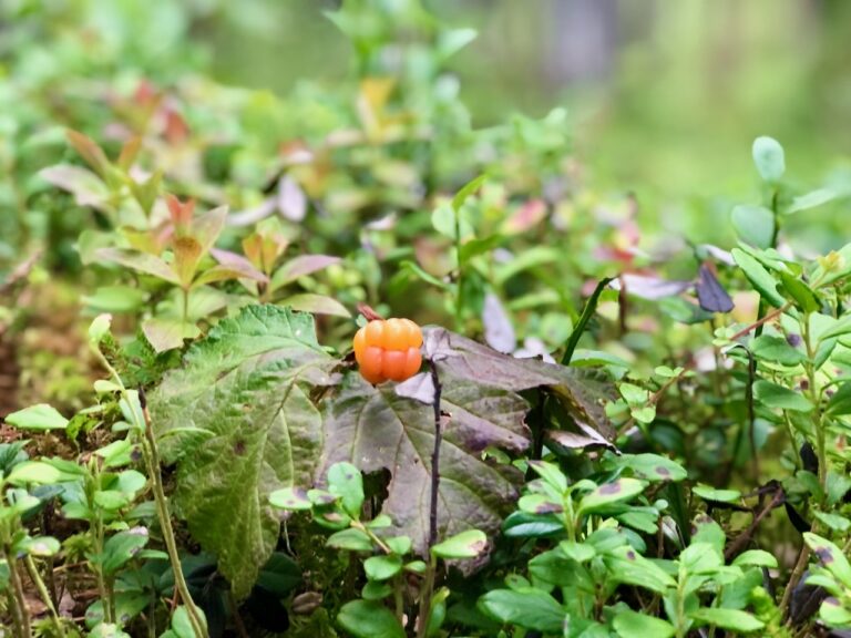 Cloudberry groeit boven de poolcirkel