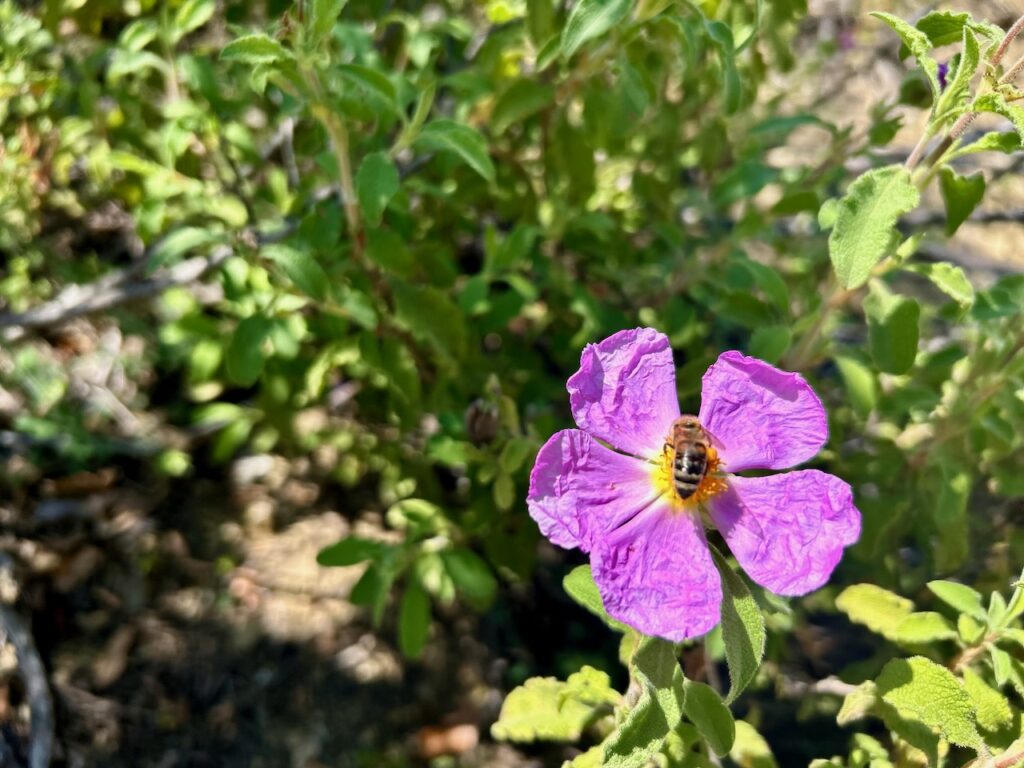 Flora en fauna in Albanie