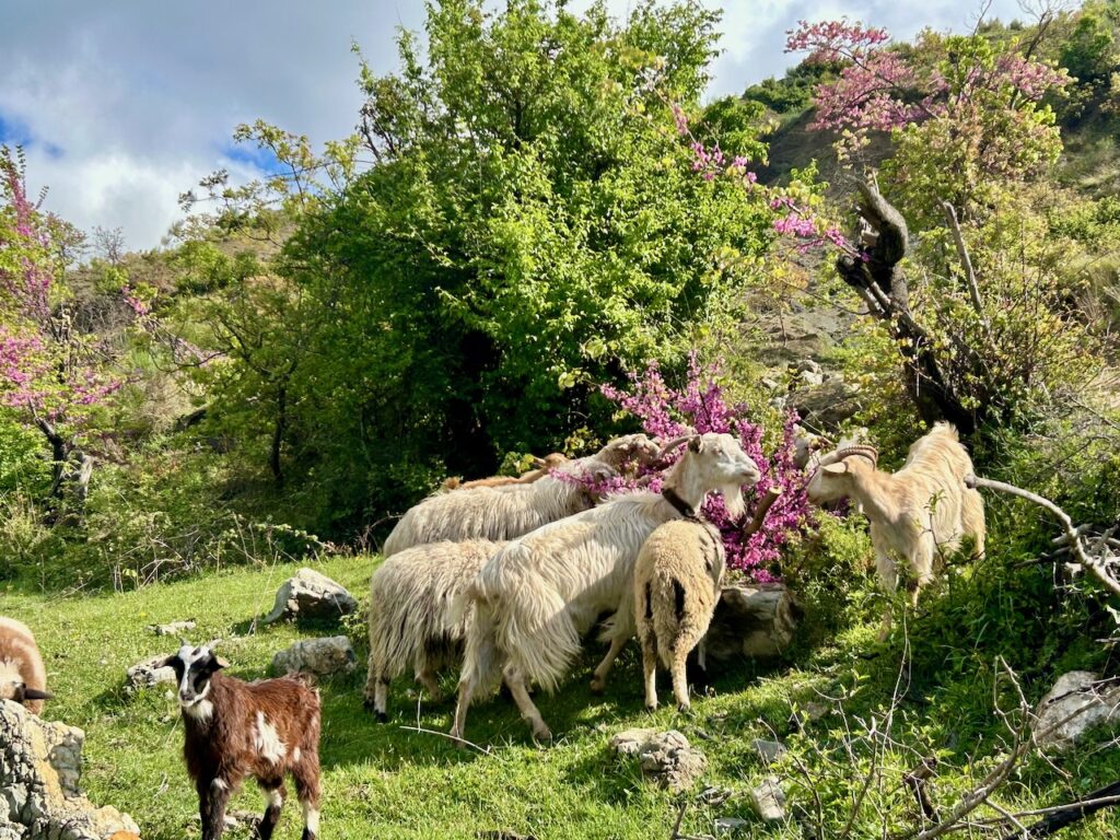 Geiten in Albanië