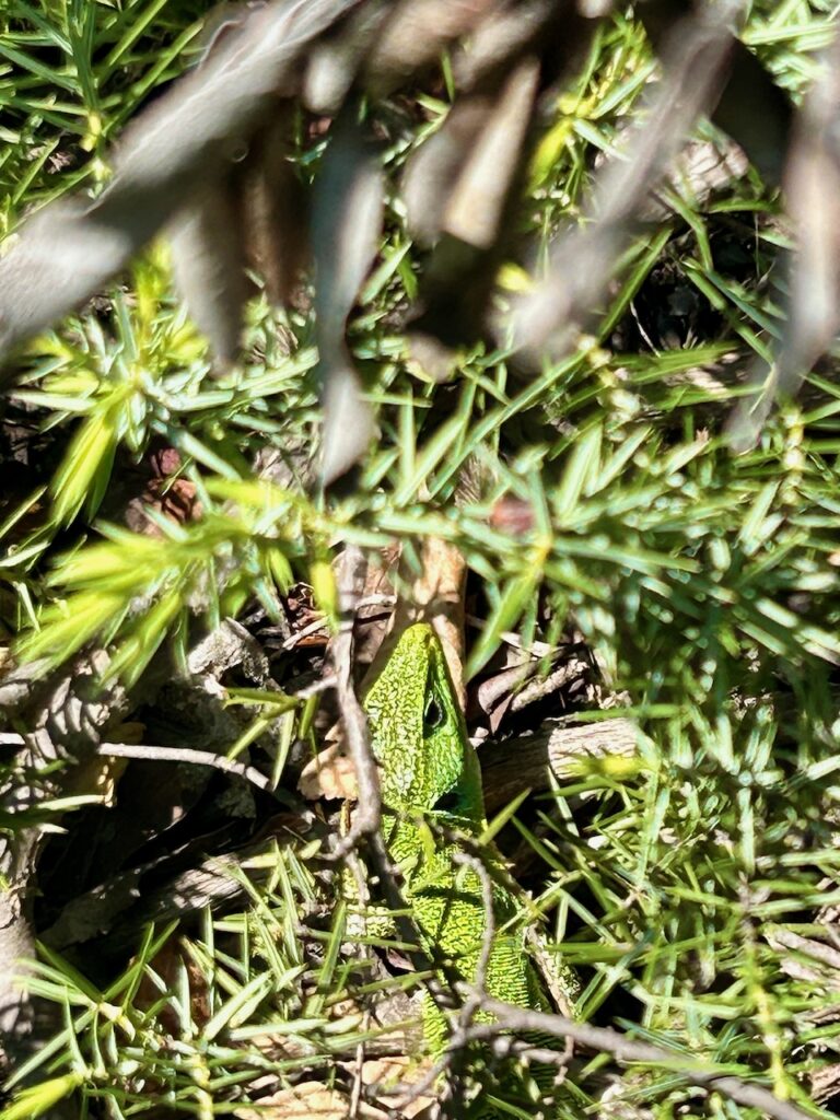 Groene hagedis Albanië