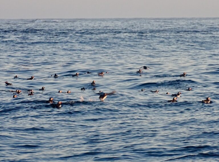 Papegaaiduikers spotten