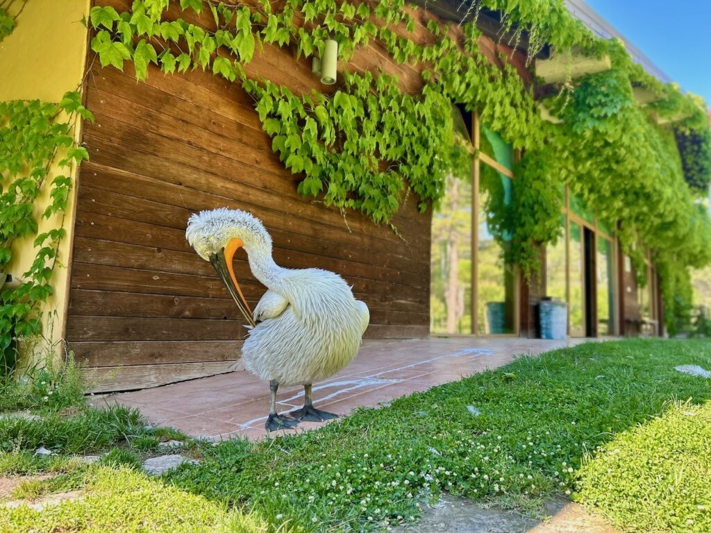 Pelikanen in Albanië