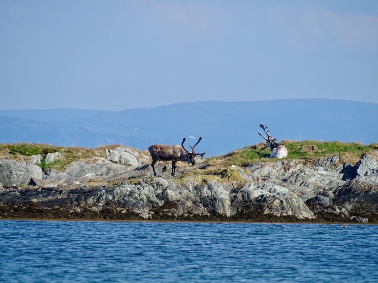 Rendieren spotten in Noorwegen