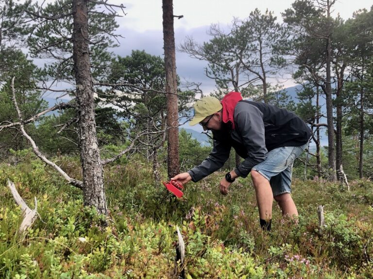 Bessen plukken Noorwegen