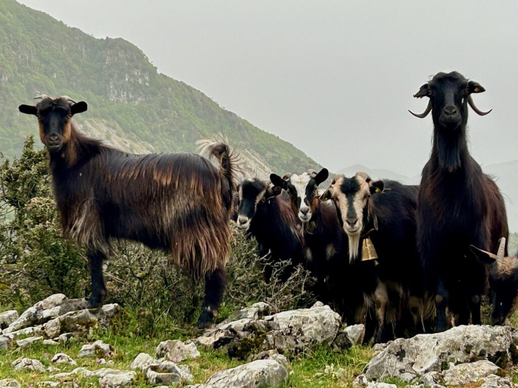 Geiten in Albanië
