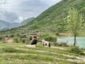 Albanië heeft veel straathonden