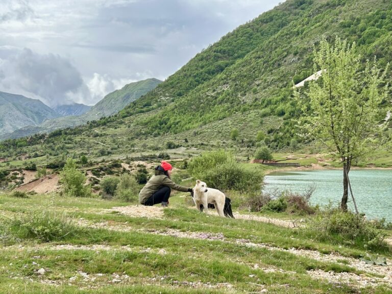 Albanië heeft veel straathonden