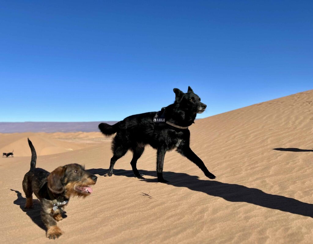 met hond naar Marokko