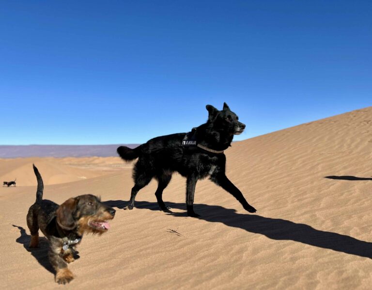 met hond naar Marokko