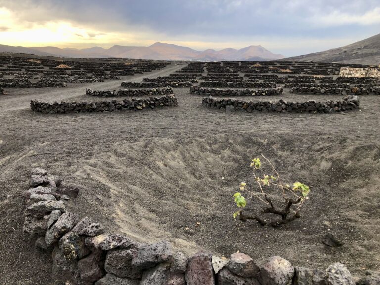 Druiven groeien op lanzarote tips