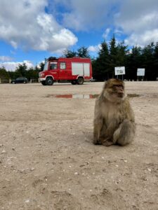 Barbary Apen op parkeerplaats met camper op achtergrond