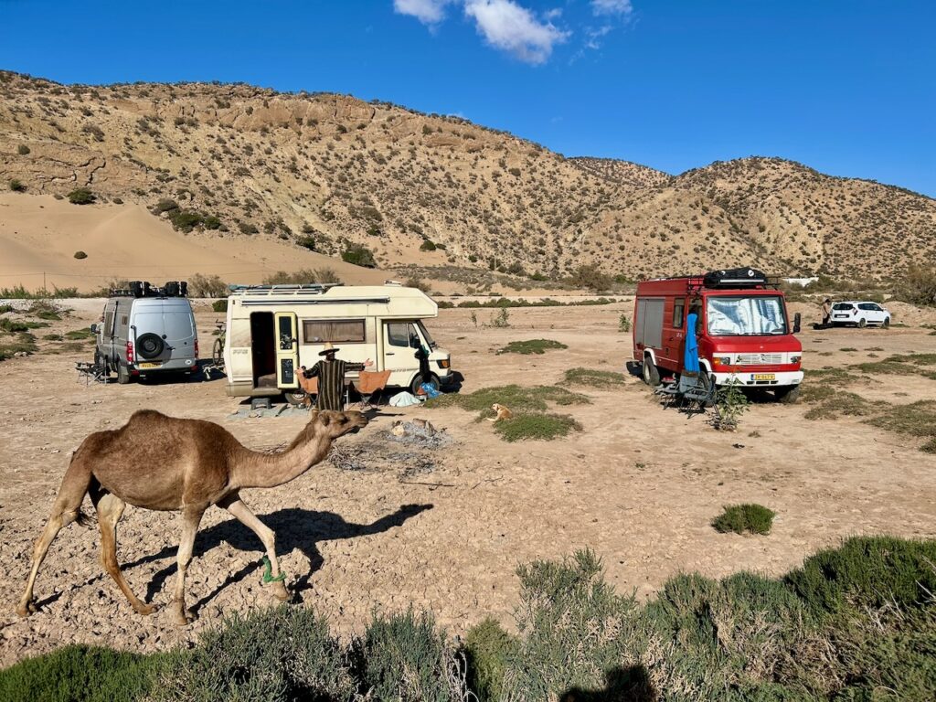 Kameel loopt langs wildkampeerplek Marokko