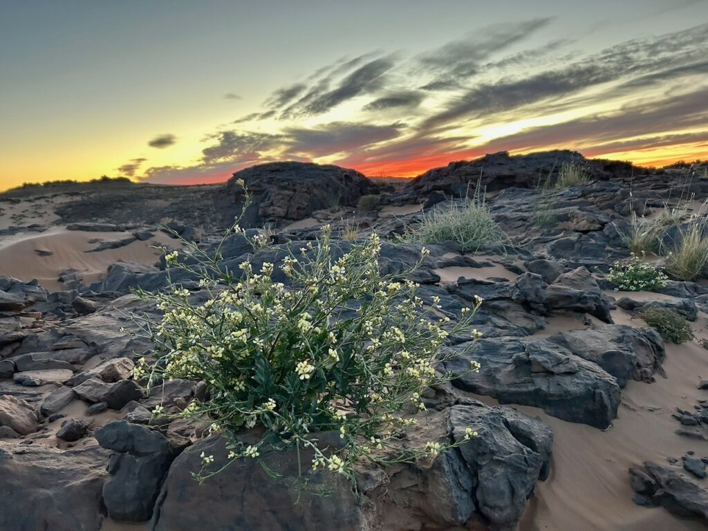 planten in bloei sahara marokko