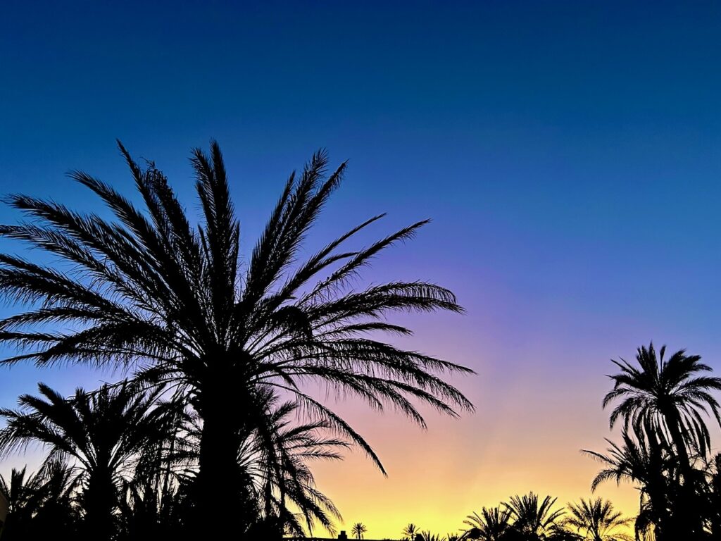 palmboom met avondgloed
