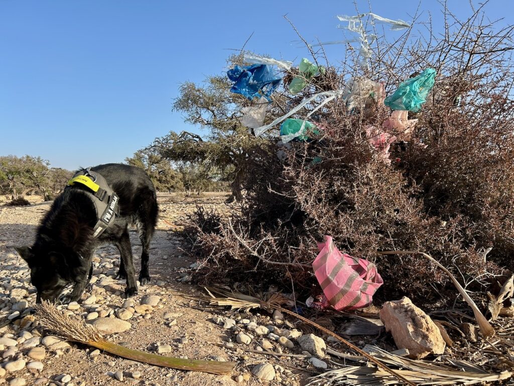 Zwerfafval blijft hangen in struiken Marokko