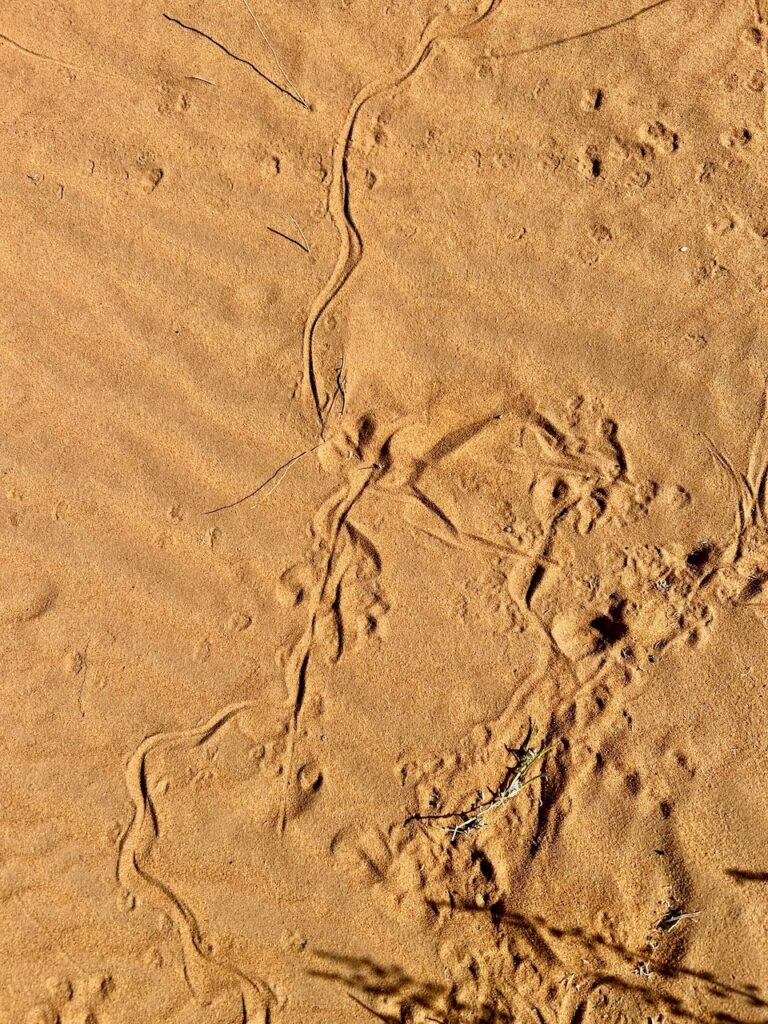 sporen van dieren in het zand