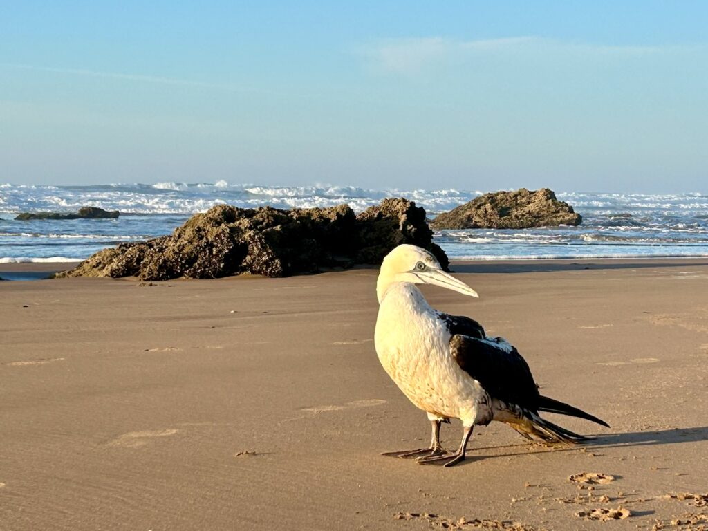 Jan-van-gent op een strand in Marokko