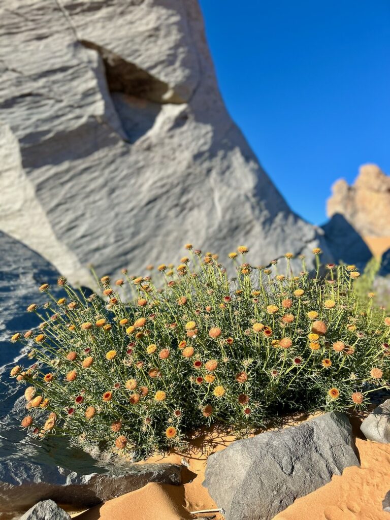 bloeiende bloemen in sahara marokko