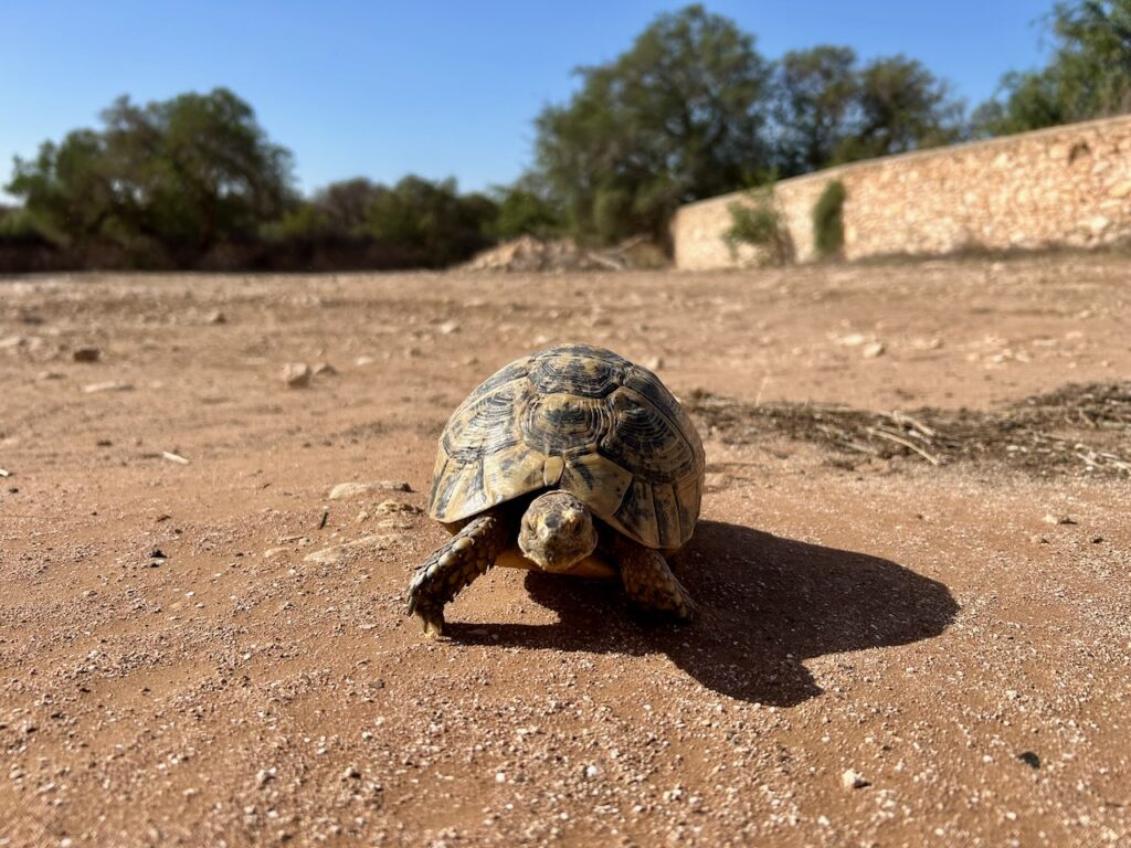 Schildpad op en Marokkaanse camping