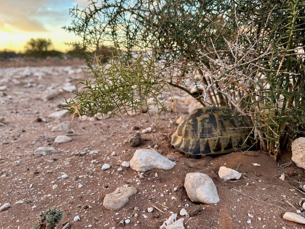 Schildpad schuilt voor de wind in Marokko