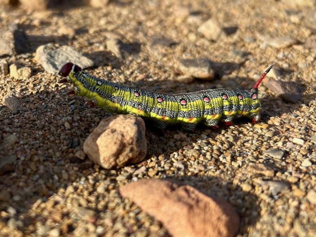wolfsmelkpijlstaart rups in sahara marokko